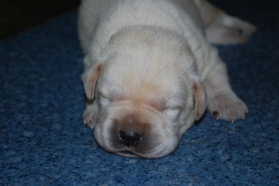 Labrador retriever - szczenięta z rodowodem