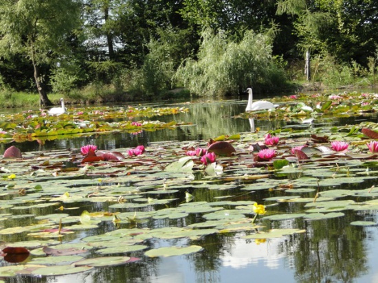 rośliny wodne HYDROFLORA sprzedaż wysyłkowa
